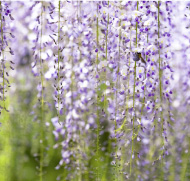 ココロを和ませる