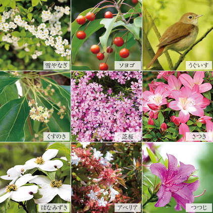藤 ばら うぐいす くすのき さくらそう さつき はなみずき メジロ つつじ